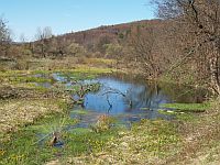 Radocyna - eremia bobrw
